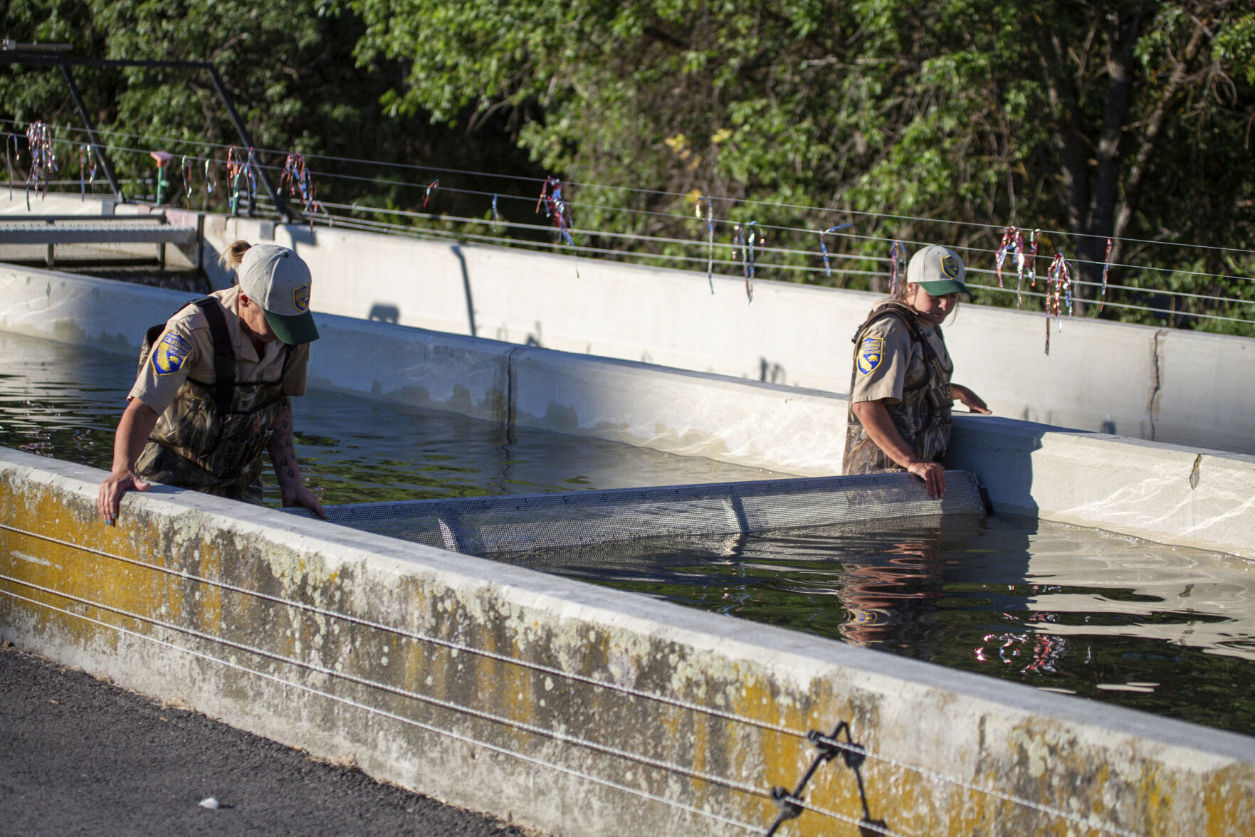 Warming Rivers Dying Fish